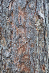 Bark texture. Natural background.