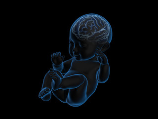 3d rendering x-ray of baby with brain inside.
