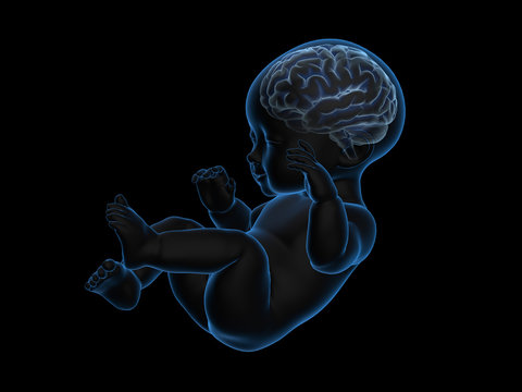 3d rendering x-ray of baby with brain inside.

