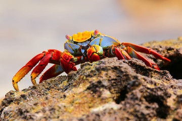 Sally lightfoot crab feeding on Chinese Hat island, Galapagos Na
