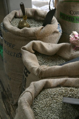 raw coffee beans are in a sacks