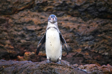 Galapagos Penguin standing on rocks, Bartolome island, Galapagos