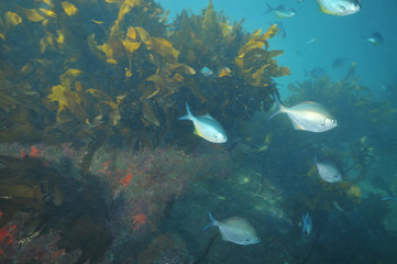 School of blue maomao Scorpis violaceus in murky water near kelp covered rocky reef.