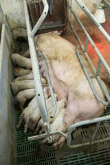 Pigs af a factory