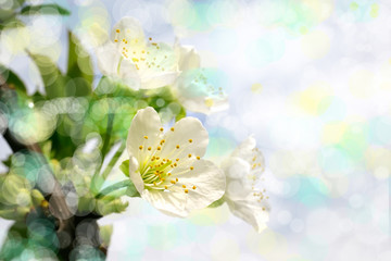 Fototapeta na wymiar blossom in spring