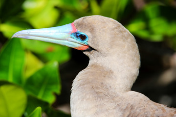 Portrait of Red-footed Booby (Sula sula)