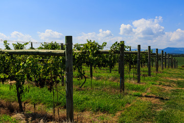 Fototapeta na wymiar Vineyard in Virginia with grapes and mountain scene