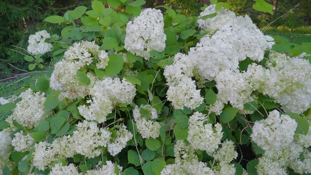 White bundle of Hydrangeaceae flowers in the lawn found in the garden