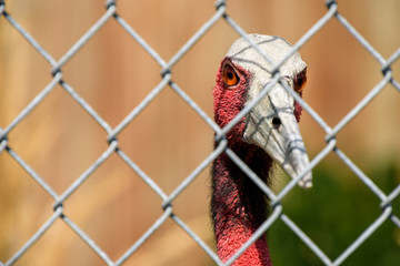 Closeup of a Sarus Crane looking through a chain link fence
