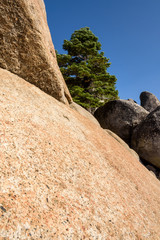 Vertical landscape with large boulders and a pine tree
