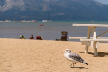 Obraz premium Birds on the beach, gull on an active lake beach 