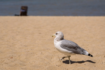 Birds on the beach, closeup of a gull walking on the beach
