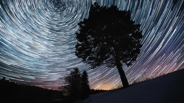 Starry sky timelapse with pine tree on the foreground