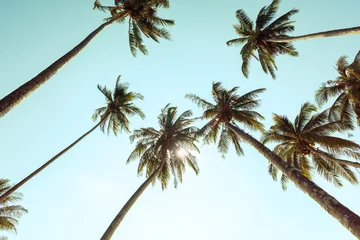 Store enrouleur occultant sans perçage Palmier Palmiers sur la côte tropicale avec des tons vintage