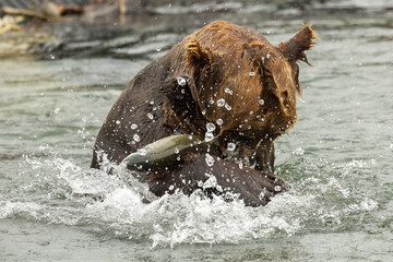 Fototapeta premium Brown bear trying to catch a fish on Kurile Lake.