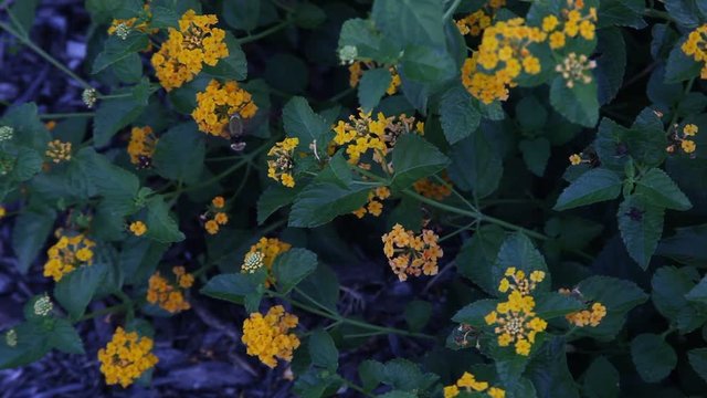Bee Mimic insect pollinating yellow Lantana flowers.