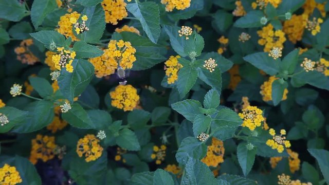 Bee Mimic insect pollinating yellow Lantana flowers.