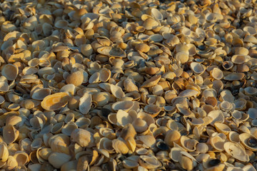 Shell beaches on the Sea of Azov. Karalar regional landscape park in Crimea.