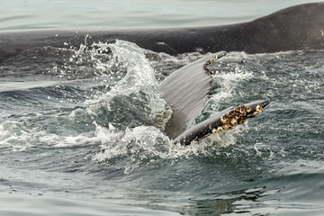 Fototapeta premium Couple humpback whales in Pacific Ocean. Water area near Kamchatka Peninsula.