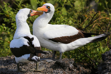 Nazca Boobies (Sula granti) preening