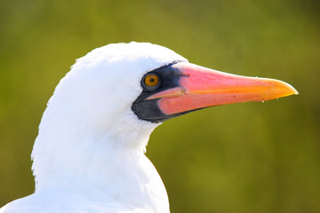 Portrait of Nazca Booby (Sula granti)