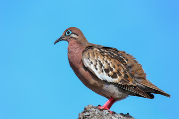 Galapagos Dove on Genovesa Island, Galapagos National Park, Ecua