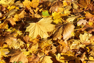 Heap of orange leaves in autumn park on sunny day