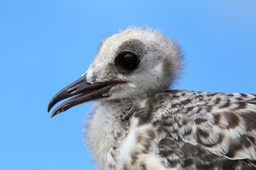 Baby Swallow-tailed Gull on Genovesa island in Galapagos Nationa