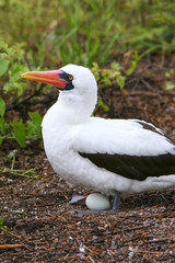 Nazca Booby with an egg, Genovesa Island, Galapagos National Par