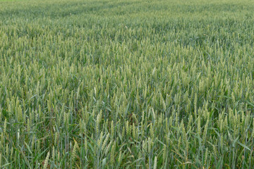 Organic crop. Green wheat field. Harvest in natural environment.