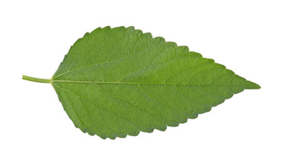 Nettle leaf isolated on white background
