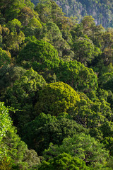 Lush green tropical forest background