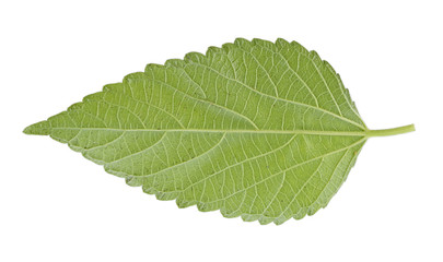 Fototapeta na wymiar Nettle leaf isolated on white background