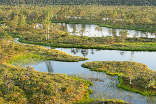 Swamp, birches, pines and blue water. Evening sunlight in bog. Reflection of marsh trees. Fen, lakes, forest. Moor in summer evening. Slough natural environment. Endla Nature Reserve, Estonia, Europe