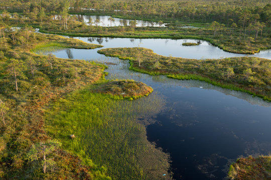 Swamp, birches, pines and blue water. Evening sunlight in bog. Reflection of marsh trees. Fen, lakes, forest. Moor in summer evening. Slough natural environment. Endla Nature Reserve, Estonia, Europe
