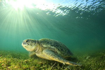 Naklejka premium Green Turtle. Sea Turtle