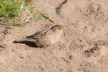 sparrow on the sand