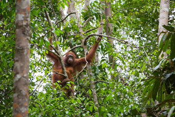 Female orangutan with a baby hanging on a tree in Semenggoh Nature Reserve, Sarawak, Borneo, Malaysia © Mazur Travel