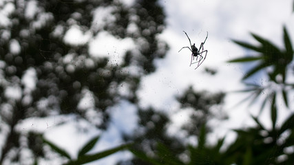 cobweb spider