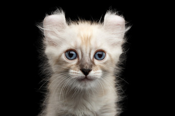 Closeup Portrait of Cute American Curl White Kitten with Twisted Ears and Blue eyes Looking Curious Isolated Black Background, Front view