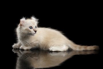 Cute American Curl White Kitten with Twisted Ears and Blue eyes Lying on Mirror, Looking back, Isolated Black Background, Side view