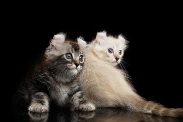 Two Cute American Curl Kittens with Twisted Ears and Blue eyes Looking back, Isolated Black Background