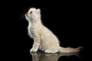 Playful American Curl White Kitten with Twisted Ears Sitting on Mirror and Looking up Isolated Black Background. Profile view