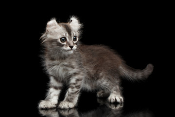 Naklejka premium Playful American Curl Kitten with Twisted Ears Standing on Isolated Black Background