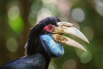 Close-up of the male Hornbill, Borneo, Malaysia.