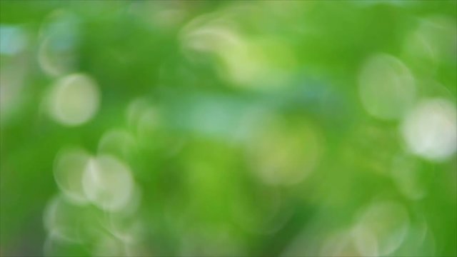 Abstract green bokeh background by defocus green leaf and tree