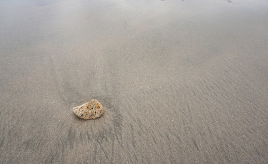 dead coral on the beach