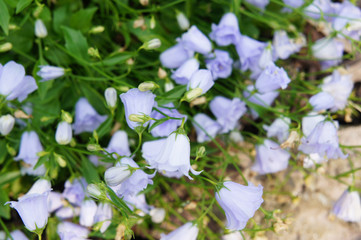 Blue Campanula cochleariifolia flowers Elizabeth Oliver 