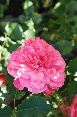 Pink rose flower head
