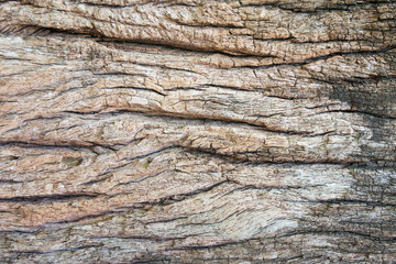 Old wood wall - texture or background.